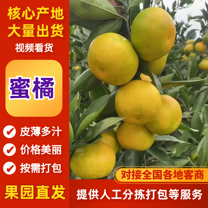蜜橘柑桔陕西汉中蜜橘产地一手货源品质保障对接全国