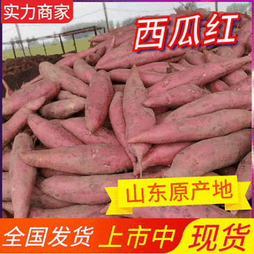 【西瓜红红薯】山东蜜薯/沙土地红薯/规格齐全/全国发货