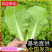 《毛白菜/奶白菜》基地现货/常年批发/量大从优/欢迎来电