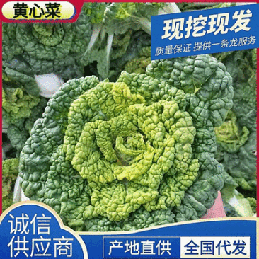 《精选》黄心菜/安徽黄心菜/基地现挖/常年供应/量大从优