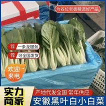 黑叶白小白菜/黑叶奶白菜/产地批发/常年供应/欢迎来电