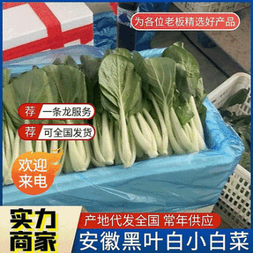 黑叶白小白菜/黑叶奶白菜/产地批发/常年供应/欢迎来电