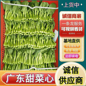 广东菜心/甜菜心【常年批发全国发货】量大从优/欢迎来电