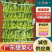 广东菜心/甜菜心【常年批发全国发货】量大从优/欢迎来电
