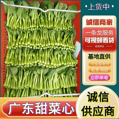 广东菜心/甜菜心【常年批发全国发货】量大从优/欢迎来电