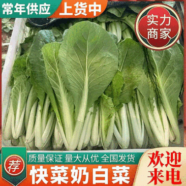 《快菜/毛白菜》安徽快菜/产地常年供应/量大欢迎来电洽谈