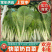《快菜/毛白菜》安徽快菜/产地常年供应/量大欢迎来电洽谈
