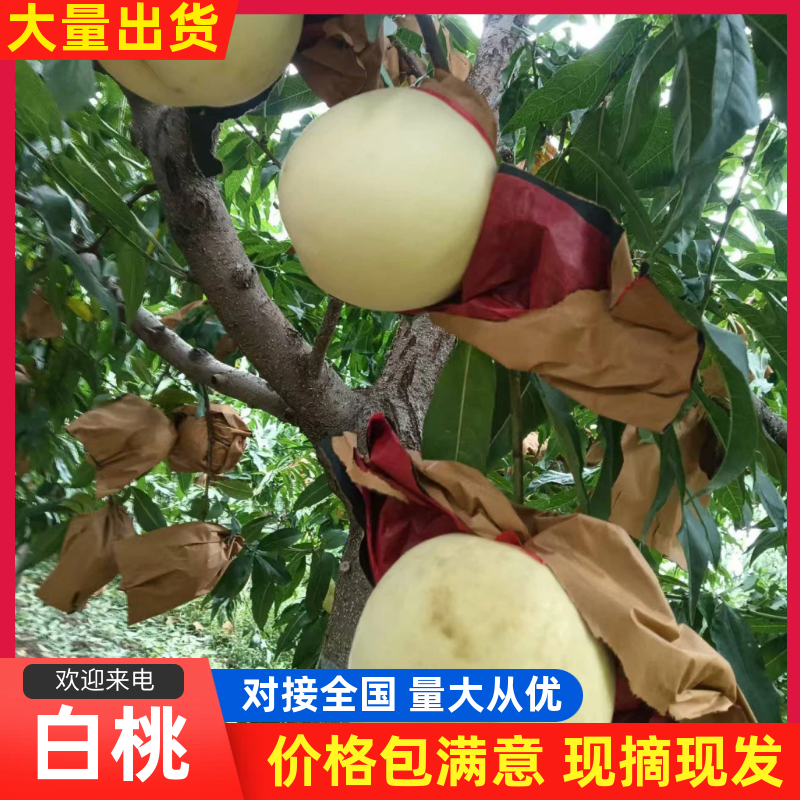 三门峡灵宝大白桃两万斤脆甜离核价格优惠欢迎来电洽谈