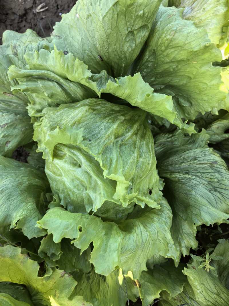 生菜球山东商河精品球生菜新鲜蔬菜对接电商市场商超等各类客户