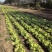 生菜球山东商河精品球生菜新鲜蔬菜对接电商市场商超等各类客户