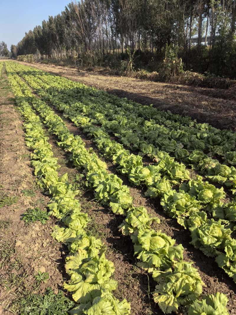 生菜球山东商河精品球生菜新鲜蔬菜对接电商市场商超等各类客户