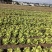 生菜球山东商河精品球生菜新鲜蔬菜对接电商市场商超等各类客户