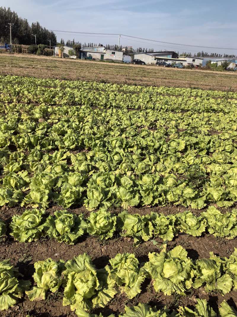 生菜球山东商河精品球生菜新鲜蔬菜对接电商市场商超等各类客户