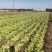 生菜球山东商河精品球生菜新鲜蔬菜对接电商市场商超等各类客户