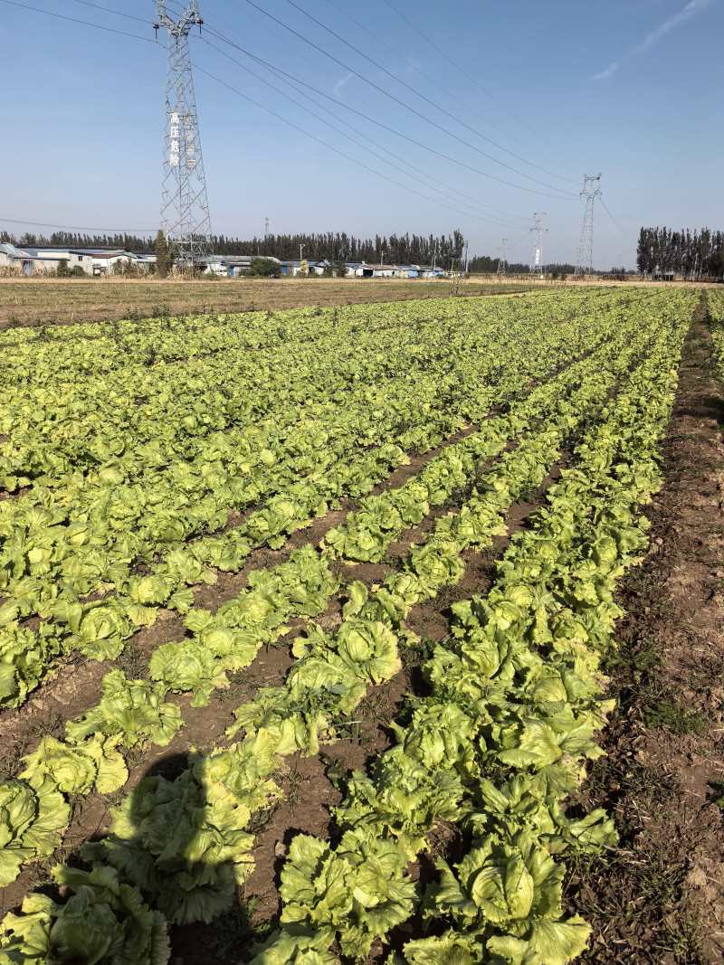 生菜球山东商河精品球生菜新鲜蔬菜对接电商市场商超等各类客户