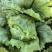生菜球山东商河精品球生菜新鲜蔬菜对接电商市场商超等各类客户
