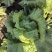 生菜球山东商河精品球生菜新鲜蔬菜对接电商市场商超等各类客户