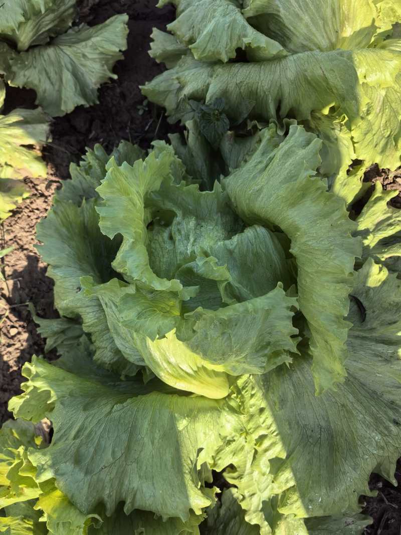 生菜球山东商河精品球生菜新鲜蔬菜对接电商市场商超等各类客户