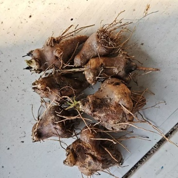 新鲜二年白术可切片安徽种植基地直发质量保证全国发货