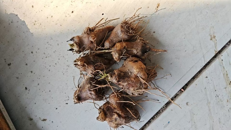 新鲜二年白术可切片安徽种植基地直发质量保证全国发货