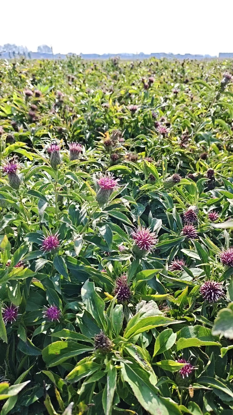新鲜二年白术可切片安徽种植基地直发质量保证全国发货