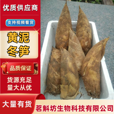 冬笋新鲜冬笋六安冬笋大别山野生黄泥冬笋大量供应