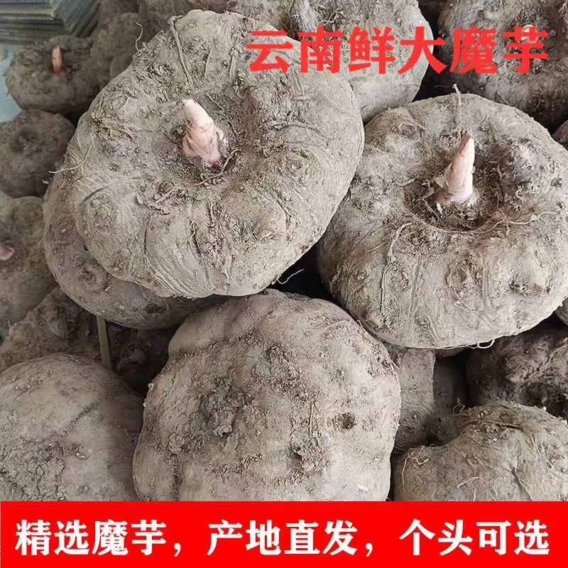 云南楚雄花魔芋种植基地直供现挖现发欢迎咨询合作