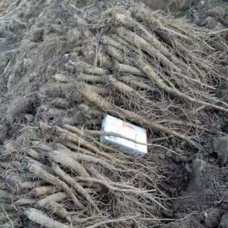 云木香中药材批发种植基地直供量大价优欢迎咨询看货