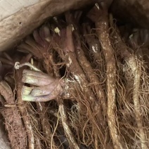 云木香中药材批发种植基地直供量大价优欢迎咨询看货