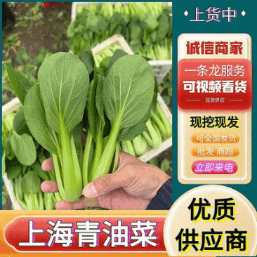 【精选】上海青/小油菜(安徽太和)常年供应/产地代发全国