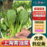 【精选】上海青/小油菜(安徽太和)常年供应/产地代发全国