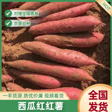 广东湛江红薯产地发货一手货源大吨位批发品质保证价格美丽