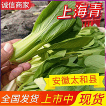 《上海青&小油菜》安徽太和/太和油菜/常年供应/全国发货
