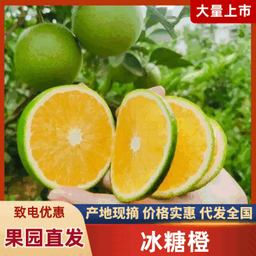 绿皮冰糖橙，皮薄肉厚，口感纯甜，果面干净，需要的老板联系