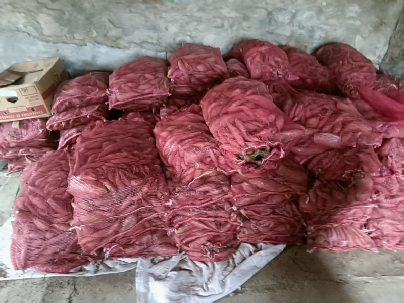 辽宁黑山烟薯25产区直发保质保量供货价钱实惠