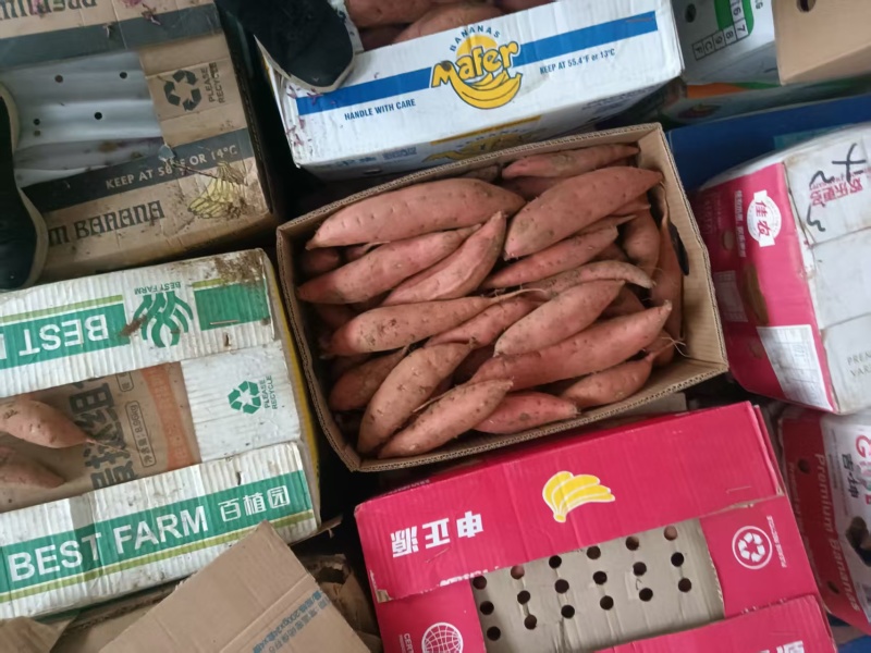 辽宁黑山烟薯25产区直发保质保量供货价钱实惠