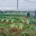 云南红根蒜苗大量上市，货源品质稳定，欢迎老板采购