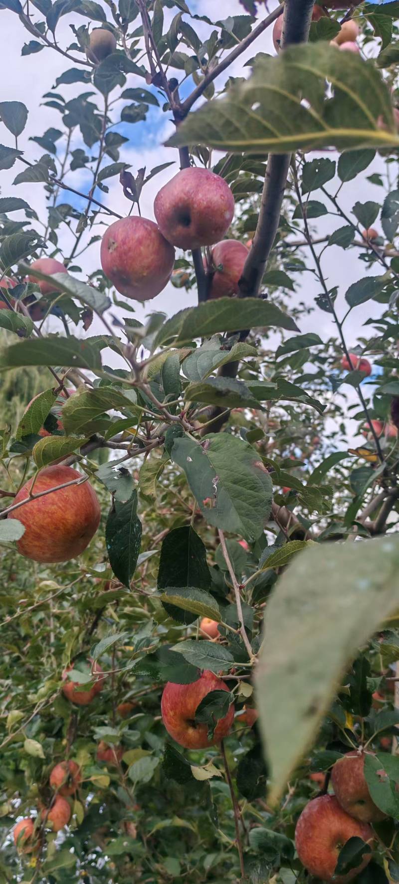 苹果、糖心苹果大量有货，产地直发，可批发，可一件代发