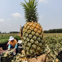香水菠萝徐闻菠萝产地直发价格优惠实力商家欢迎合作