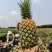 香水菠萝徐闻菠萝产地直发价格优惠实力商家欢迎合作