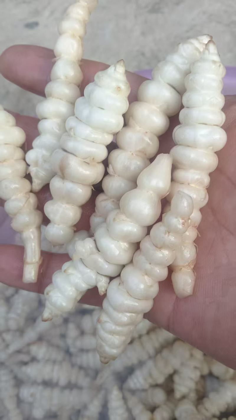 正宗天然新鲜螺丝菜直供全国