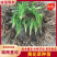 黄花菜种苗优质种苗量大从优诚信经营湖南祁东县黄花菜