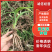 【实力推荐】猛子花黄花菜种苗袋装，量大优惠基地直供