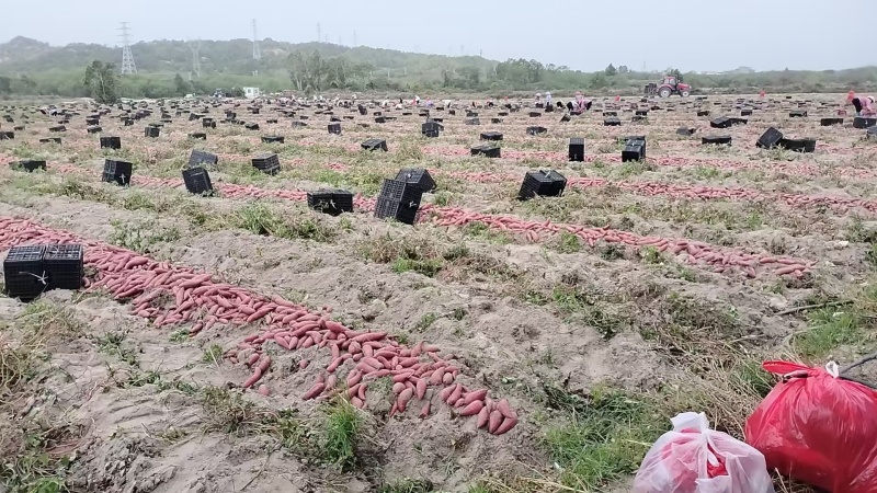 【预售】西瓜红广东发货质量保证甜糯香对接档口批发市场