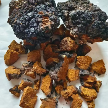 桦树泪白桦茸超细粉加工