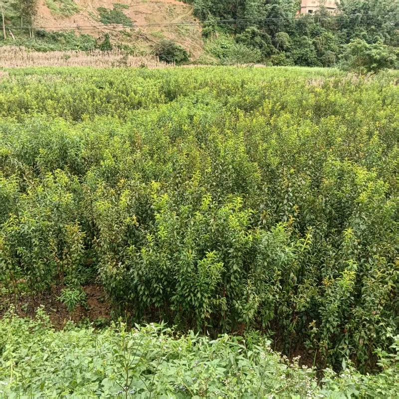 李子苗品质保证服务周到产地直发价格美丽