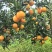 【实力推荐】重庆脐橙橙子🍊产地直销量大从优可视频看货