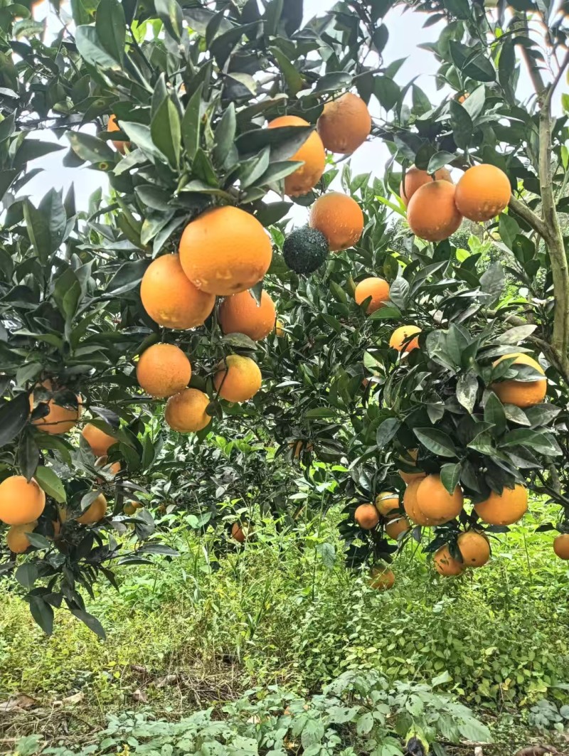 【实力推荐】重庆脐橙橙子🍊产地直销量大从优可视频看货