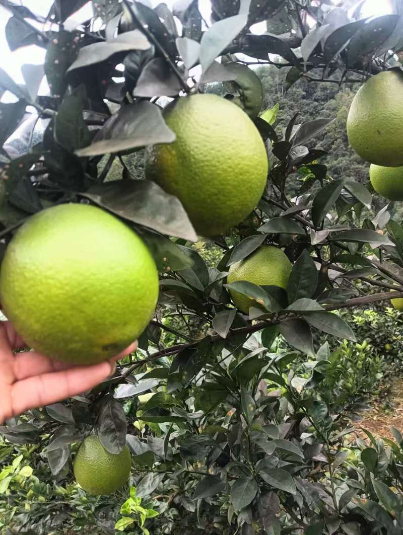 【实力推荐】重庆脐橙橙子🍊产地直销量大从优可视频看货