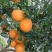 【实力推荐】重庆脐橙橙子🍊产地直销量大从优可视频看货